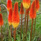 100 pcs True Hot Poker (Kniphofia Uvaria) Beautiful Torch Lily Flower Perennial Bonsai Seeds