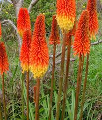 100 pcs True Hot Poker (Kniphofia Uvaria) Beautiful Torch Lily Flower Perennial Bonsai Seeds