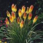 100 pcs True Hot Poker (Kniphofia Uvaria) Beautiful Torch Lily Flower Perennial Bonsai Seeds