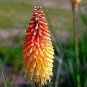 100 pcs True Hot Poker (Kniphofia Uvaria) Beautiful Torch Lily Flower Perennial Bonsai Seeds