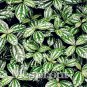 50 pcs Pilea Notata Bonsai Beautiful Foliage Plants Perennial Flowers Seeds