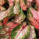 200 pcs Imported Caladium Plant Seeds