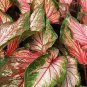200 pcs Imported Caladium Plant Seeds