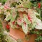 200 pcs Imported Caladium Plant Seeds