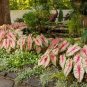 200 pcs Imported Caladium Plant Seeds