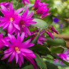 200 pcs Schlumbergera Cactus Christmas Bonsai Seeds
