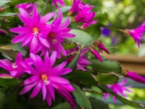 200 pcs Schlumbergera Cactus Christmas Bonsai Seeds