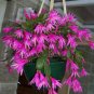 200 pcs Schlumbergera Cactus Christmas Bonsai Seeds
