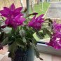 200 pcs Schlumbergera Cactus Christmas Bonsai Seeds