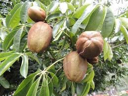 2 pcs money tree pachira aquatica malabar chestnut Seeds