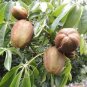 2 pcs money tree pachira aquatica malabar chestnut Seeds