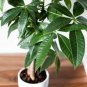 2 pcs money tree pachira aquatica malabar chestnut Seeds