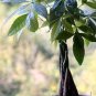 2 pcs money tree pachira aquatica malabar chestnut Seeds