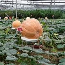 20 Pcs Super Large Pumpkin Seeds 20 Pcs Super Large Pumpkin Seeds
