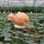 20 Pcs Super Large Pumpkin Seeds
