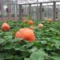 20 Pcs Super Large Pumpkin Seeds