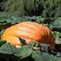 20 Pcs Super Large Pumpkin Seeds