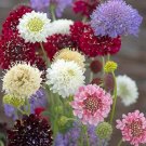 50 pcs Pincushion Formula Seeds