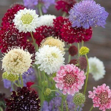 50 pcs Pincushion Formula Seeds