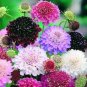 50 pcs Pincushion Formula Seeds