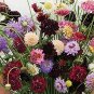50 pcs Pincushion Formula Seeds