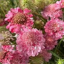 50 pcs Scabiosa Atropurpurea 'Salmon Pink' Seeds