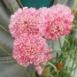 50 pcs Scabiosa Atropurpurea 'Salmon Pink' Seeds