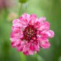 50 pcs Scabiosa Atropurpurea 'Salmon Pink' Seeds
