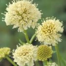 50 pcs Scabiosa Atropurpurea 'Fata Morgana' Seeds