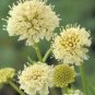 50 pcs Scabiosa Atropurpurea 'Fata Morgana' Seeds