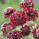50 pcs Scabiosa Atropurpurea, Red Seeds 50 pcs Scabiosa Atropurpurea, Red Seeds