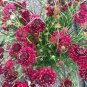 50 pcs Scabiosa Atropurpurea, Red Seeds