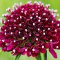 50 pcs Scabiosa Atropurpurea, Red Seeds