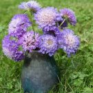 50 pcs Scabiosa Atropurpurea 'Blue Cockade' Seeds