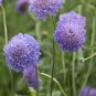 50 pcs Scabiosa Atropurpurea 'Blue Cockade' Seeds