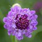 50 pcs Scabiosa Atropurpurea 'Blue Cockade' Seeds