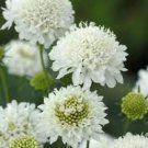 50 pcs Scabiosa Atropurpurea, White Seeds