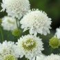 50 pcs Scabiosa Atropurpurea, White Seeds