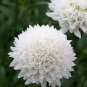 50 pcs Scabiosa Atropurpurea, White Seeds
