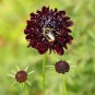 50 pcs Scabiosa Atropurpurea 'Black Knight' Seeds