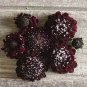 50 pcs Scabiosa Atropurpurea 'Black Knight' Seeds