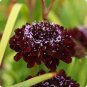 50 pcs Scabiosa Atropurpurea 'Black Knight' Seeds