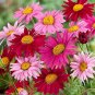 50 pcs Chrysanthemum Robinson's Mix Seeds Seeds