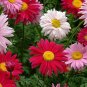 50 pcs Chrysanthemum Robinson's Mix Seeds Seeds