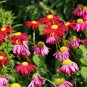 50 pcs Chrysanthemum Robinson's Mix Seeds Seeds