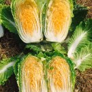 1 pcs Julie Red No.82 Cabbage F1 Seeds