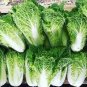 1 pcs Julie Red No.82 Cabbage F1 Seeds