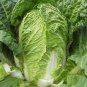 1 pcs Julie Red No.82 Cabbage F1 Seeds