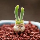 10 pcs Monilaria Obconica Seeds Natural Hybrid Little Rabbit Succulent Plants