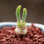 10 pcs Monilaria Obconica Seeds Natural Hybrid Little Rabbit Succulent Plants
